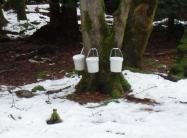 Maple Sugaring,Jan 2009 001.jpg