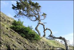 arbutus.jpg