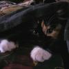 Very Cute Kitten