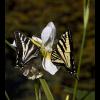 Two Butterflys
