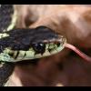 Garter Snake