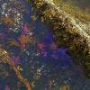 Tidepool