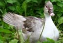 Lavender Muscovy Ducks