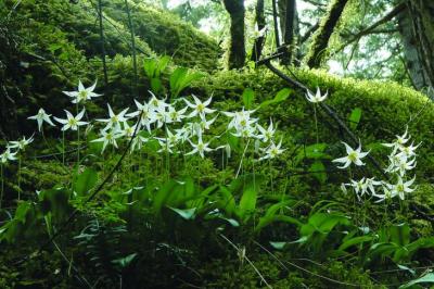 Fawn Lilies at Osland Nature Reserve
