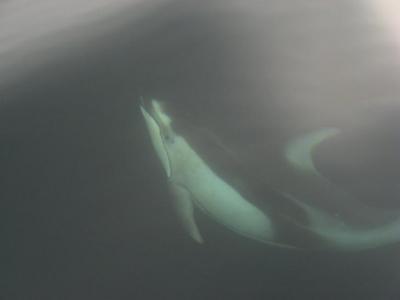 Pacific White Sided Dolphins in False Bay