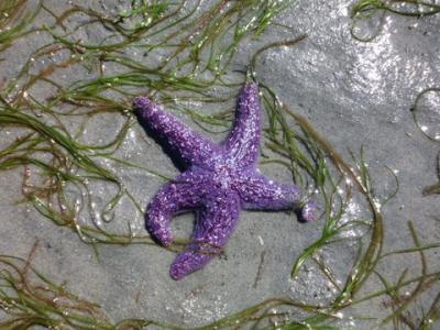 Lasqueti Starfish