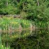 Upper pond with irises.jpg