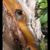 arbutus horse head.jpg