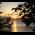 arbutus sunset.jpg
