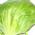lettuce-head.jpg